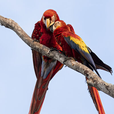 LOVEBIRDS